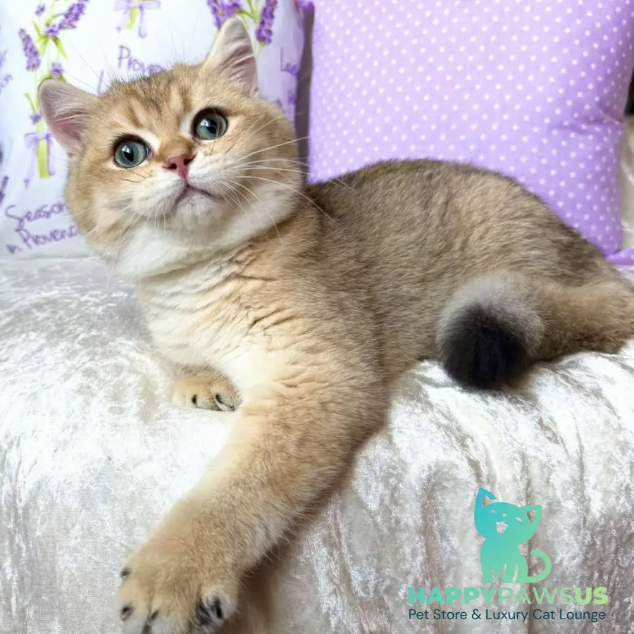 Bruno British Shorthair male black golden shaded - live animals