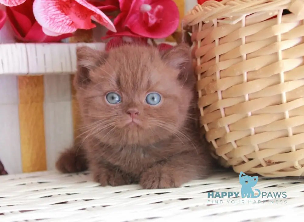 Bruno British Shorthair male chocolate live animals