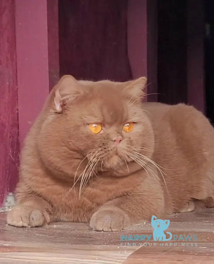 Bruno British Shorthair male chocolate live animals