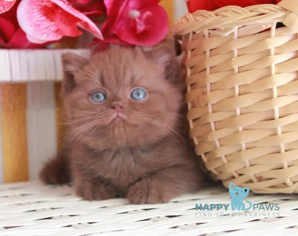 Bruno British Shorthair male chocolate live animals