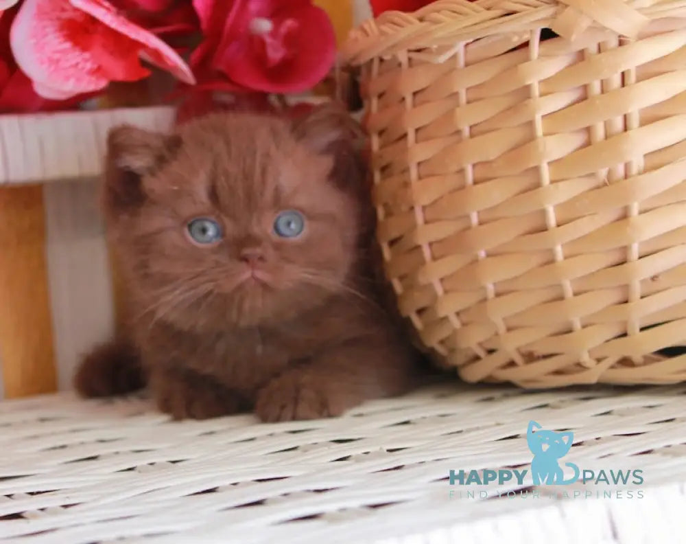 Bruno British Shorthair male chocolate live animals