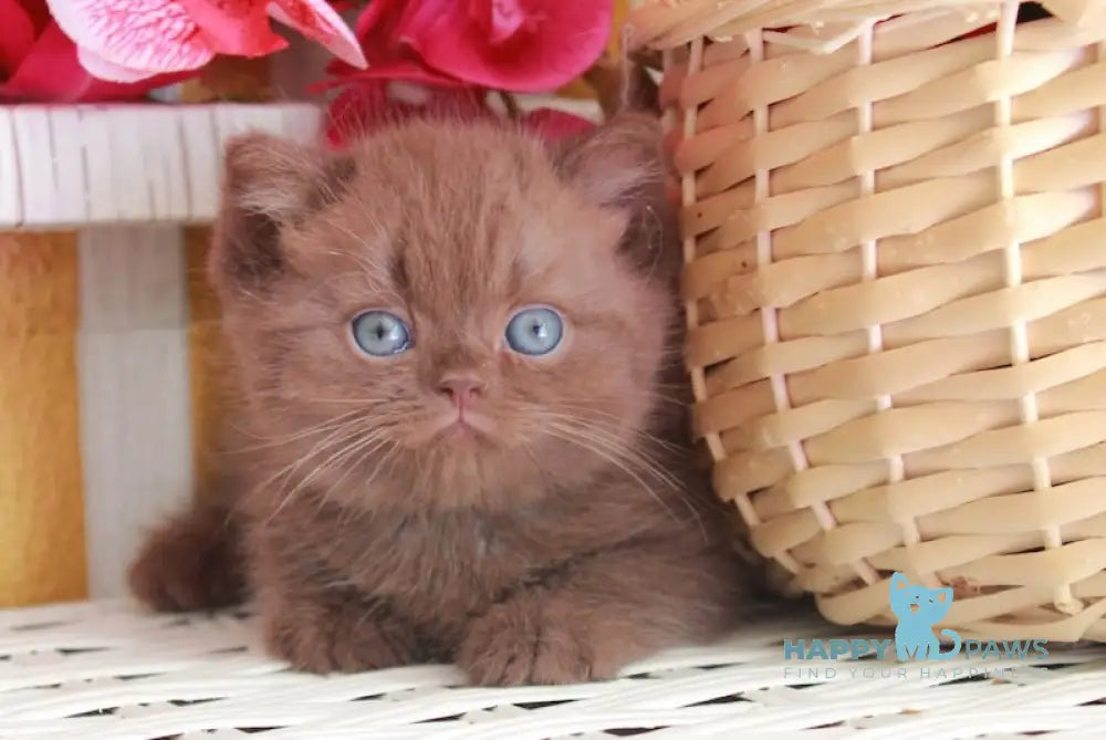Bruno British Shorthair male chocolate live animals