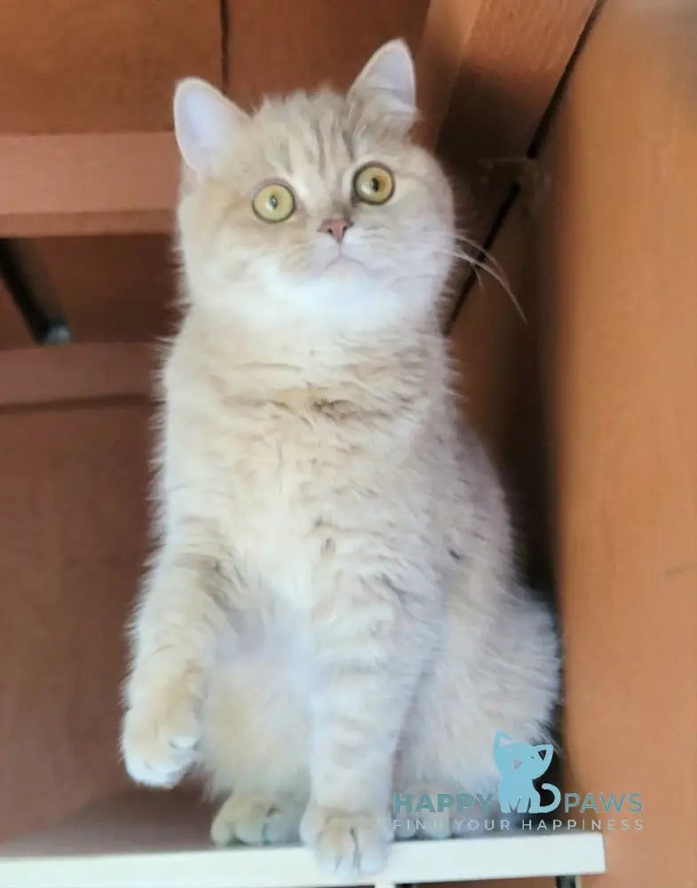 Bruno British Shorthair male chocolate live animals