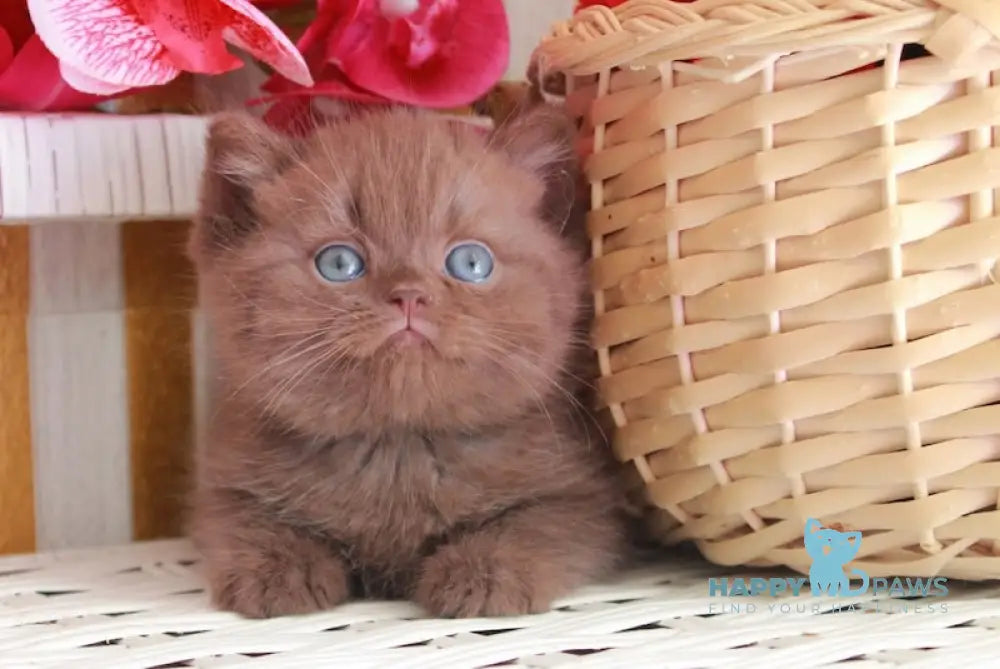 Bruno British Shorthair male chocolate live animals