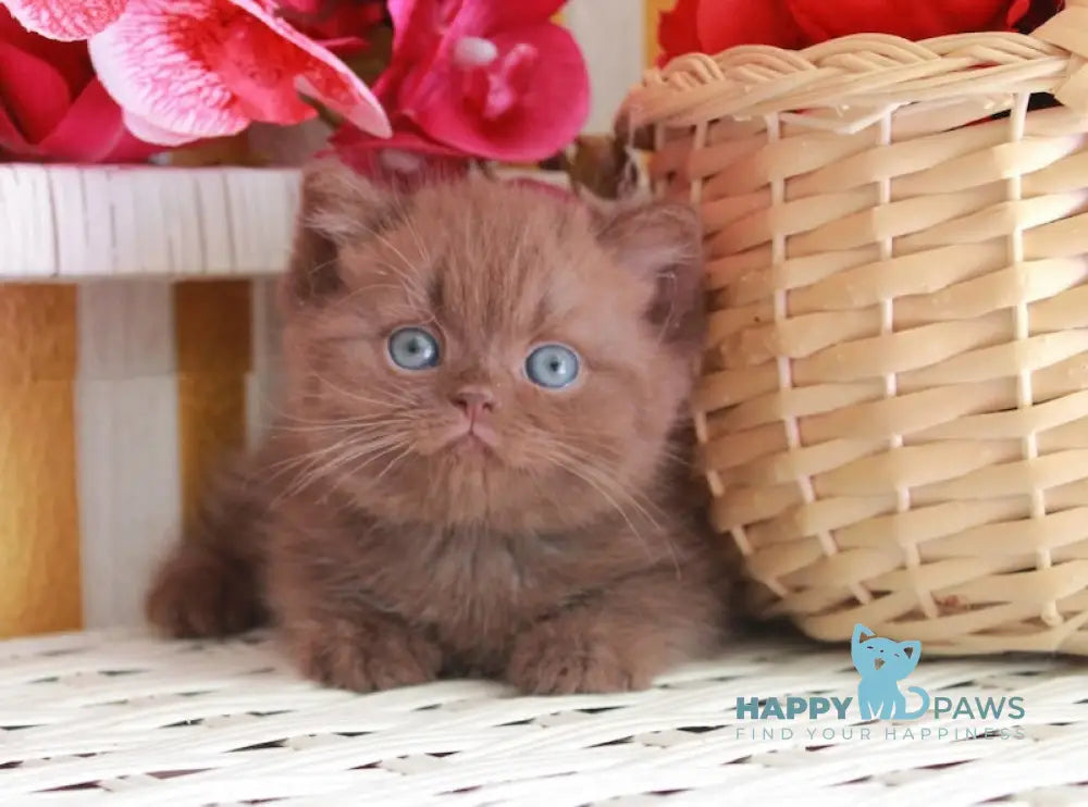 Bruno British Shorthair male chocolate live animals