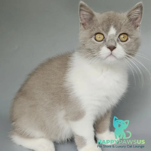 Bruno British Shorthair male fawn bicolour - live animals