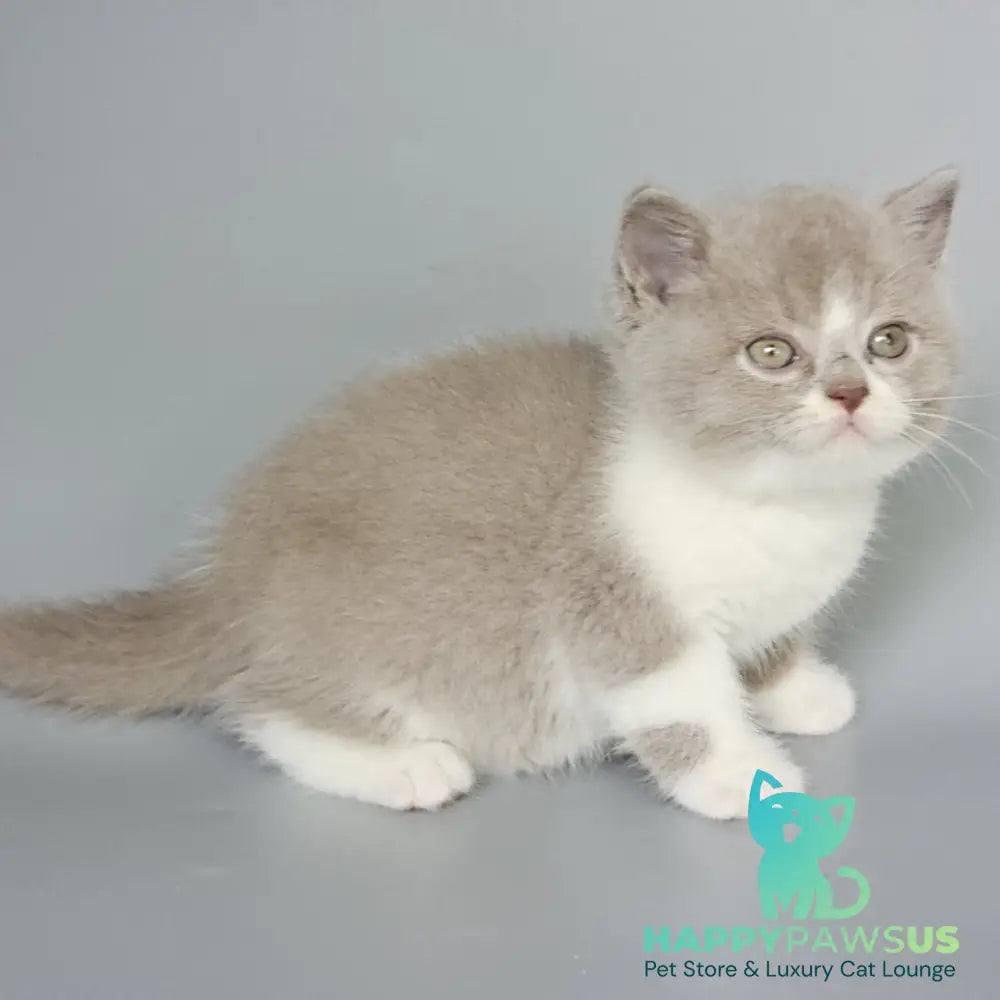 Bruno British Shorthair male fawn bicolour - live animals