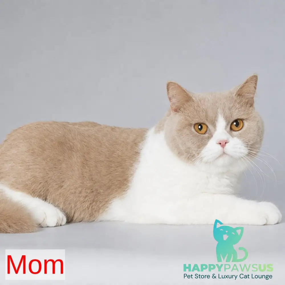 Bruno British Shorthair male fawn bicolour - live animals