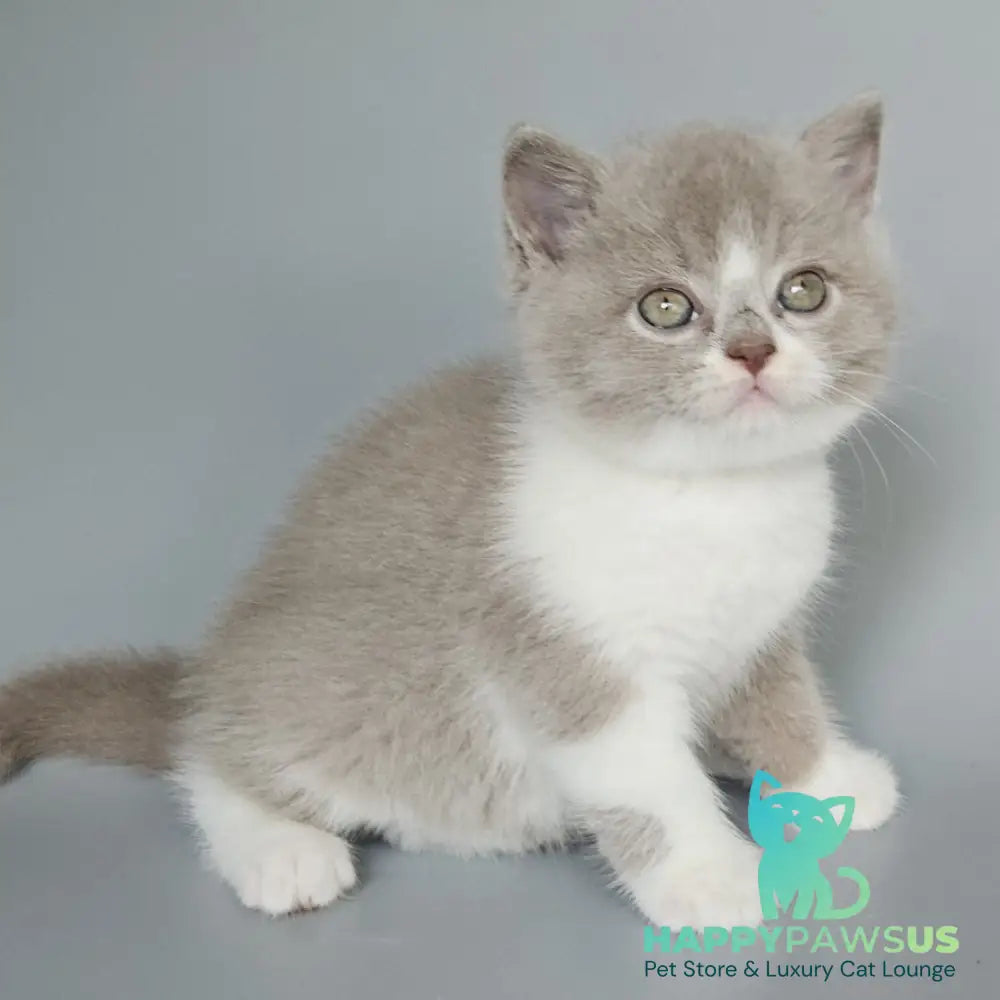 Bruno British Shorthair male fawn bicolour - live animals