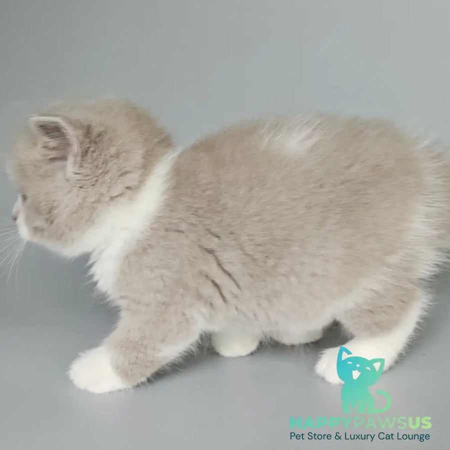 Bruno British Shorthair male fawn bicolour - live animals