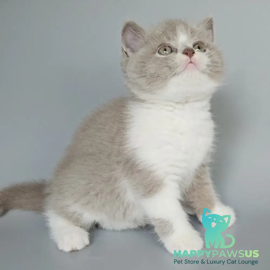 Bruno British Shorthair male fawn bicolour - live animals