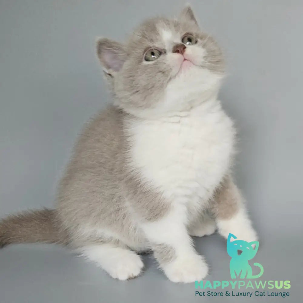 Bruno British Shorthair male fawn bicolour - live animals