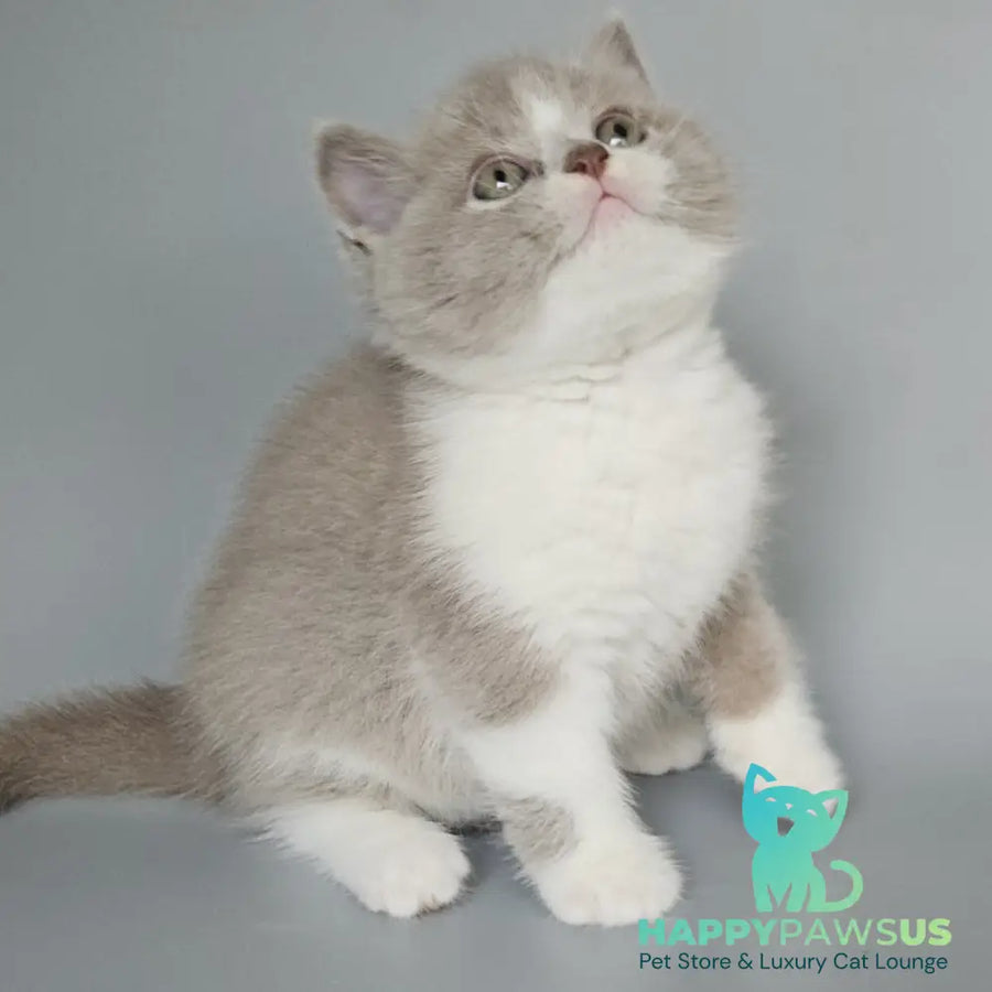 Bruno British Shorthair male fawn bicolour - live animals