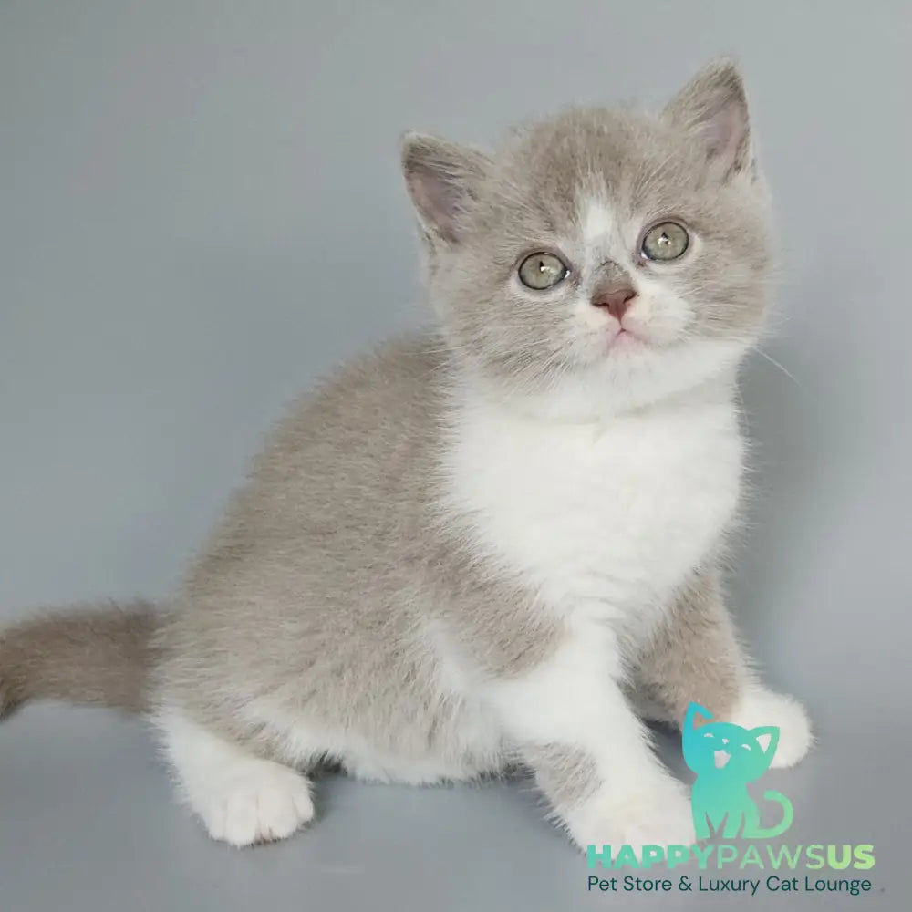 Bruno British Shorthair male fawn bicolour - live animals