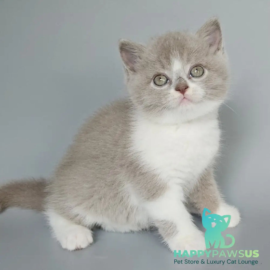 Bruno British Shorthair male fawn bicolour - live animals