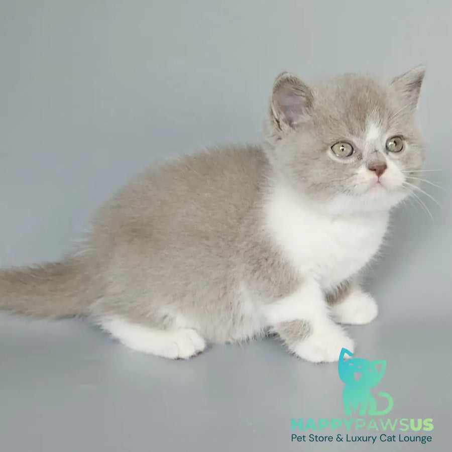 Bruno British Shorthair male fawn bicolour - live animals