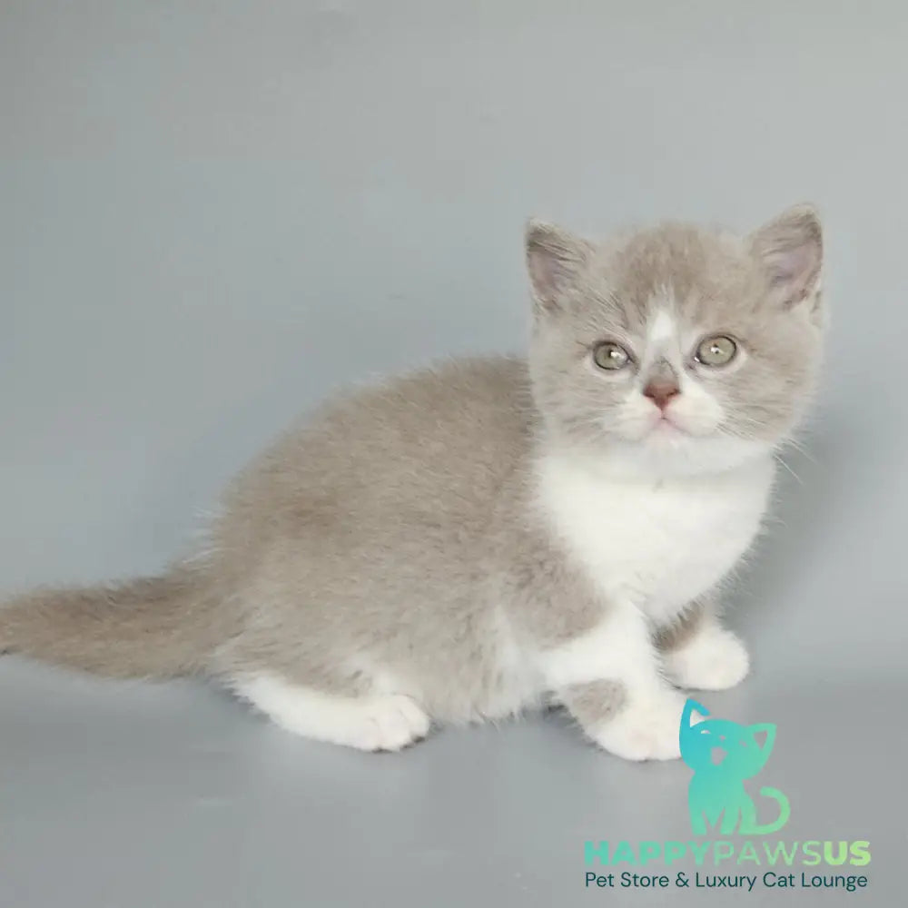 Bruno British Shorthair male fawn bicolour - live animals