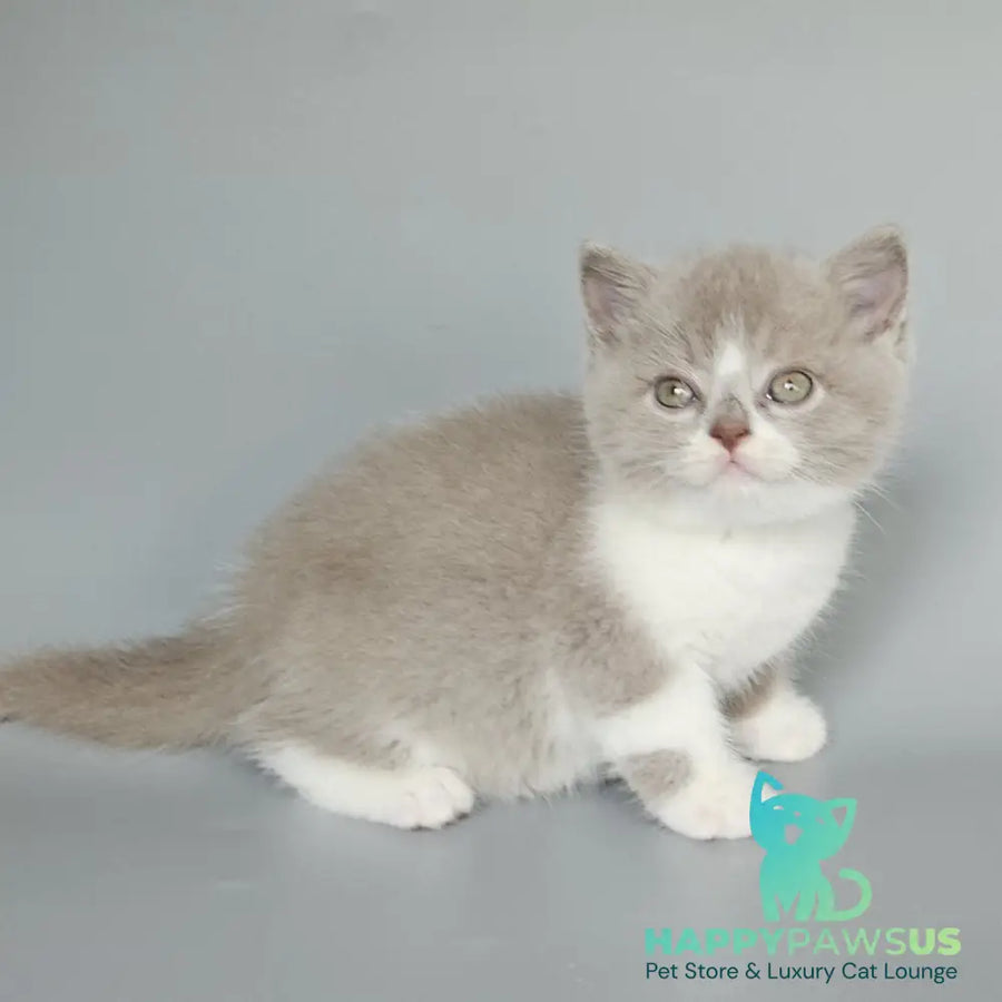 Bruno British Shorthair male fawn bicolour - live animals