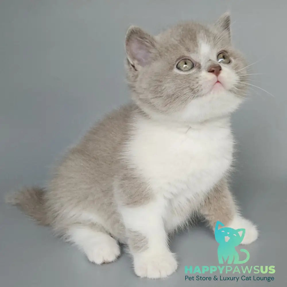 Bruno British Shorthair male fawn bicolour - live animals