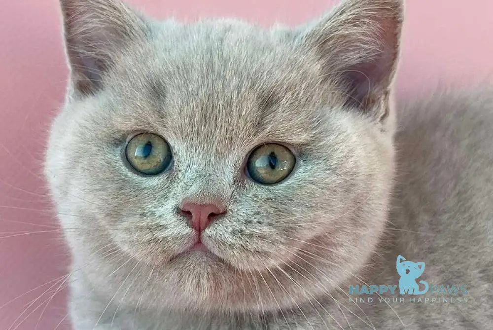 Bruno British Shorthair male lilac live animals