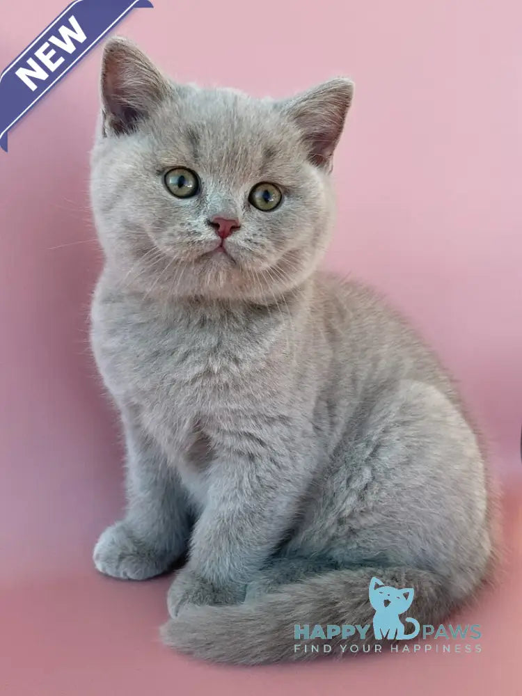 Bruno British Shorthair male lilac live animals