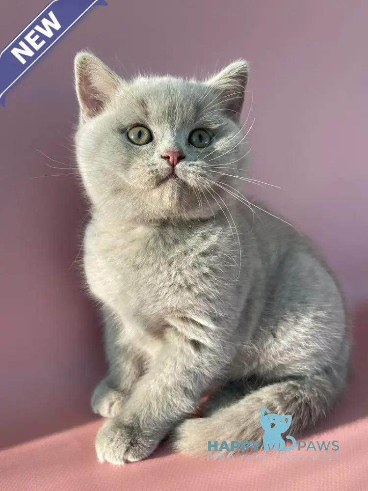 Bruno British Shorthair male lilac live animals