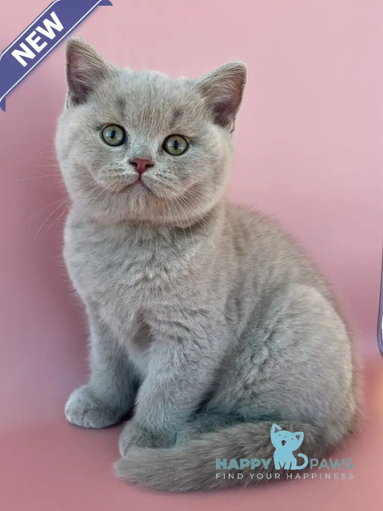 Bruno British Shorthair male lilac live animals