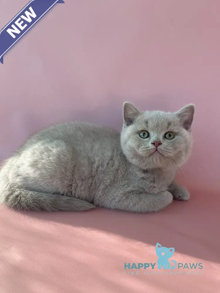 Bruno British Shorthair male lilac live animals