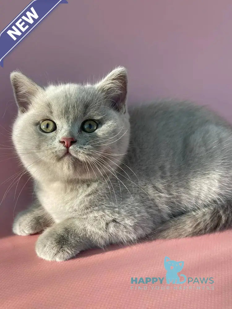 Bruno British Shorthair male lilac live animals