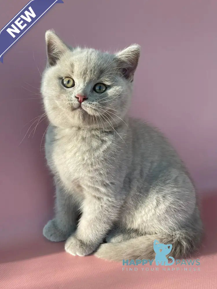 Bruno British Shorthair male lilac live animals