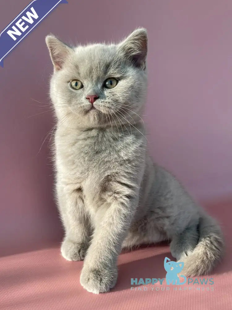 Bruno British Shorthair male lilac live animals