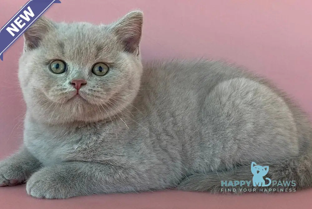 Bruno British Shorthair male lilac live animals