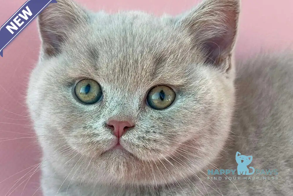 Bruno British Shorthair male lilac live animals