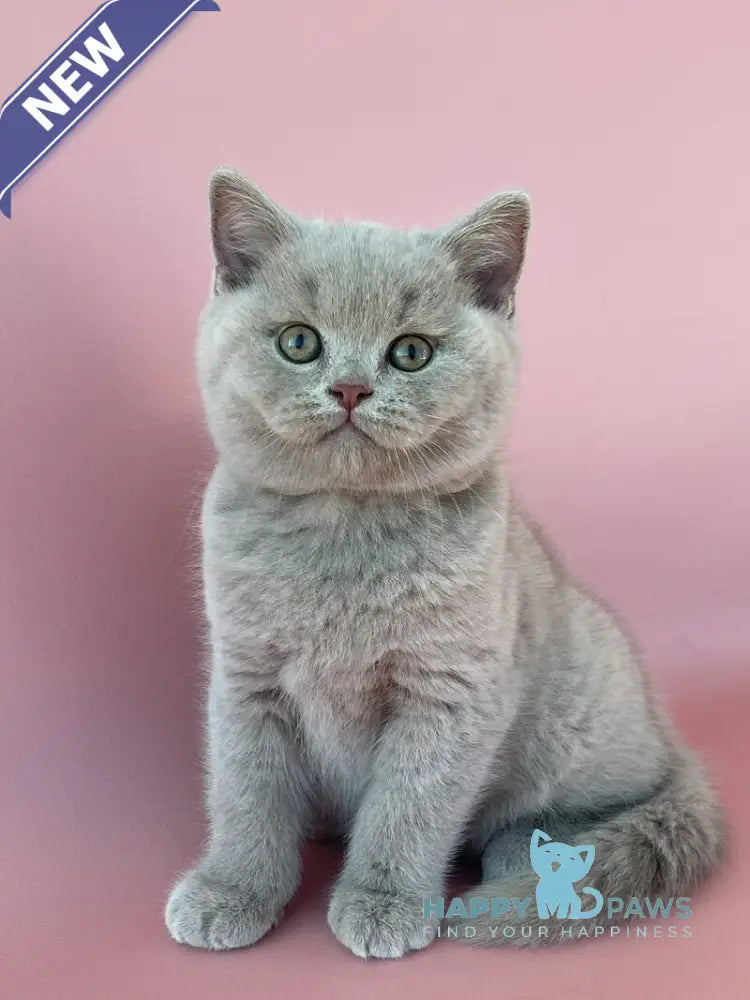 Bruno British Shorthair male lilac live animals
