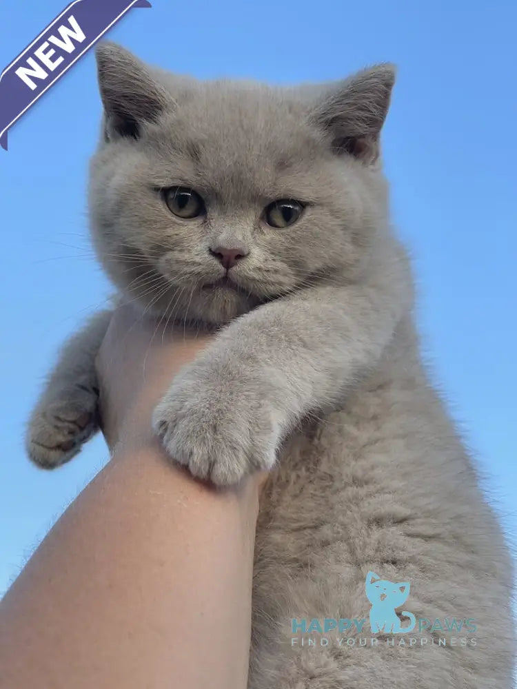 Bruno British Shorthair male lilac live animals