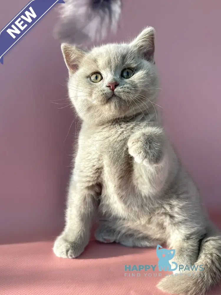 Bruno British Shorthair male lilac live animals