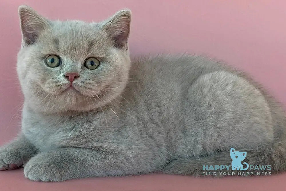 Bruno British Shorthair male lilac live animals