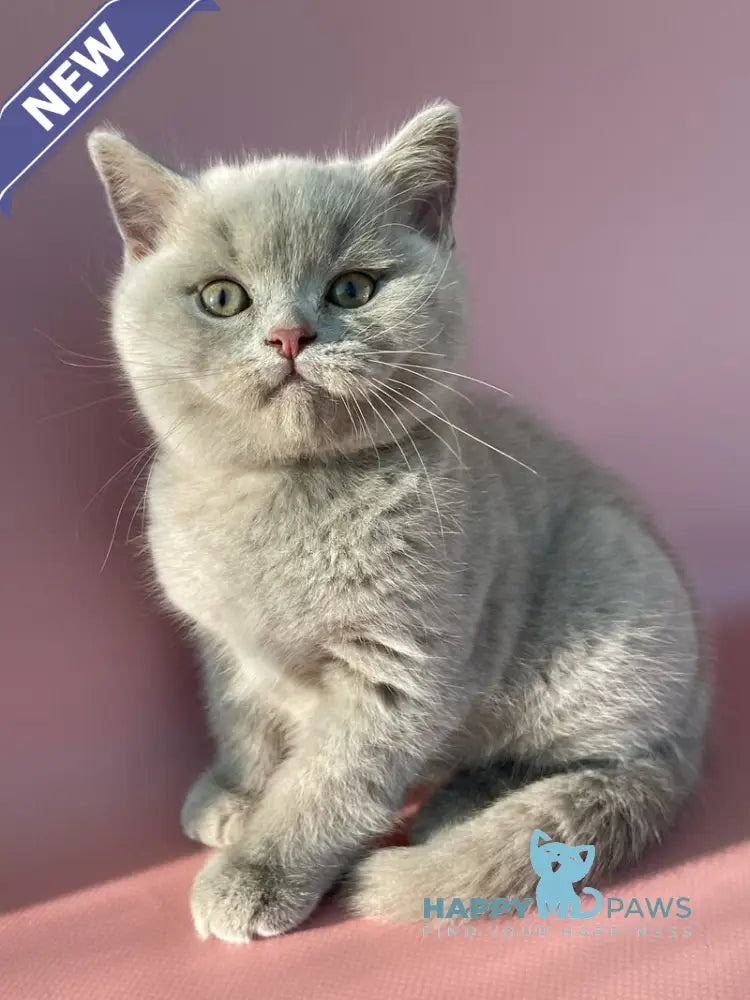 Bruno British Shorthair male lilac live animals