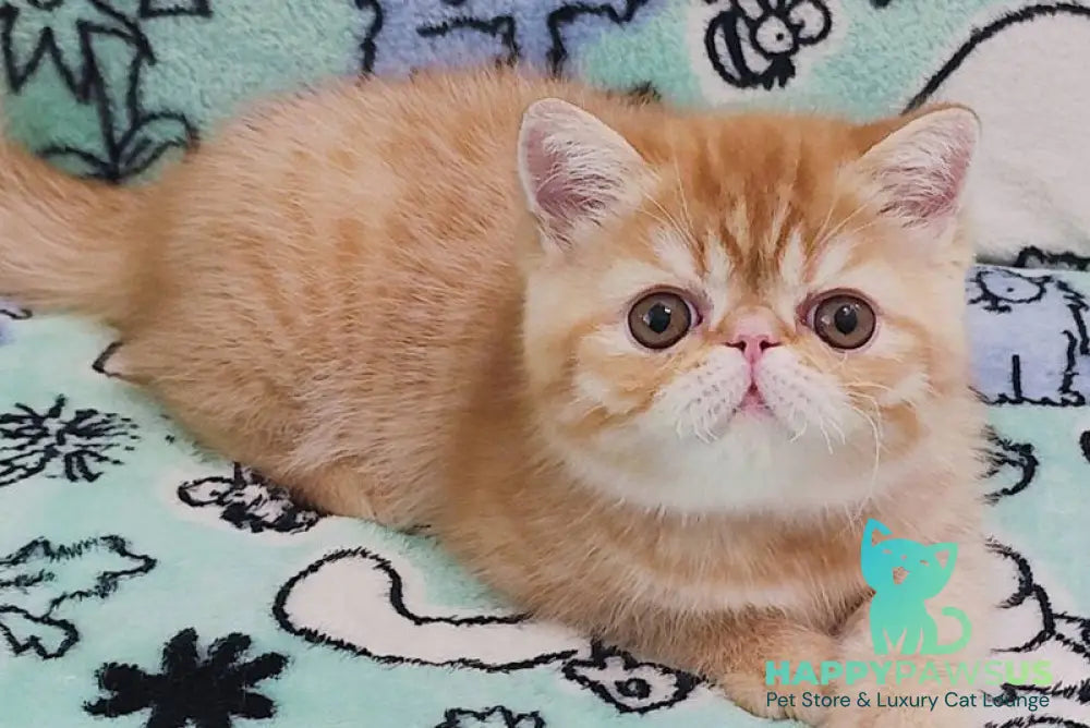 Bruno Exotic male red spotted tabby - live animals