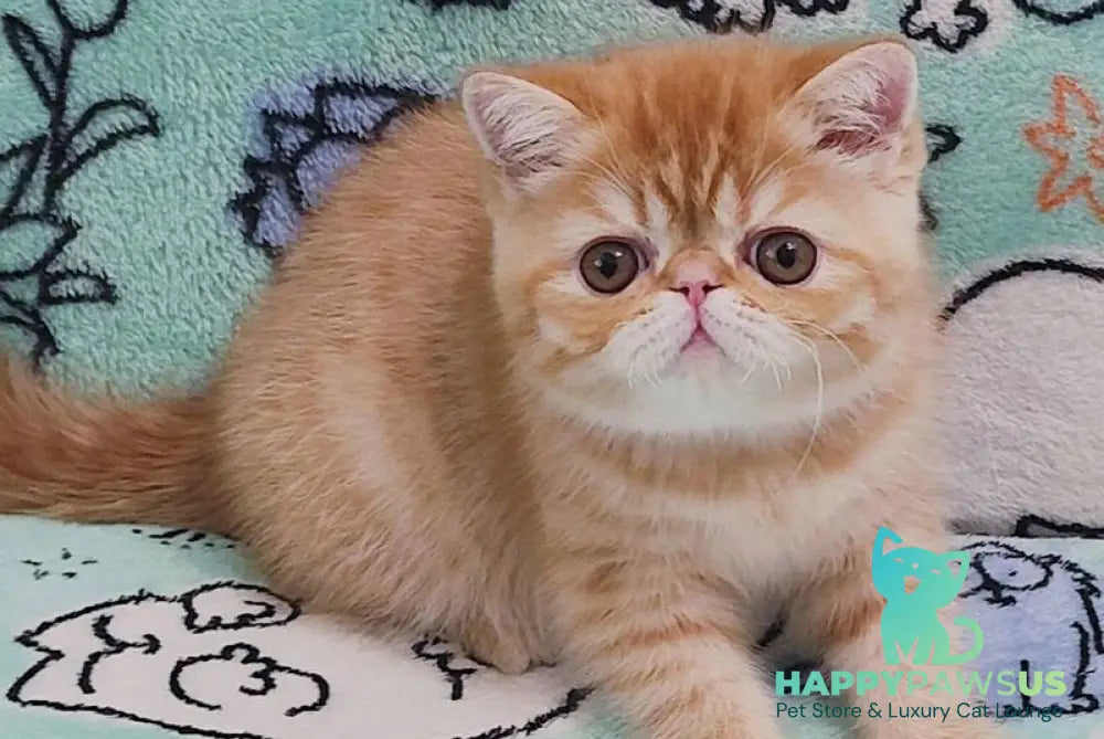 Bruno Exotic male red spotted tabby - live animals