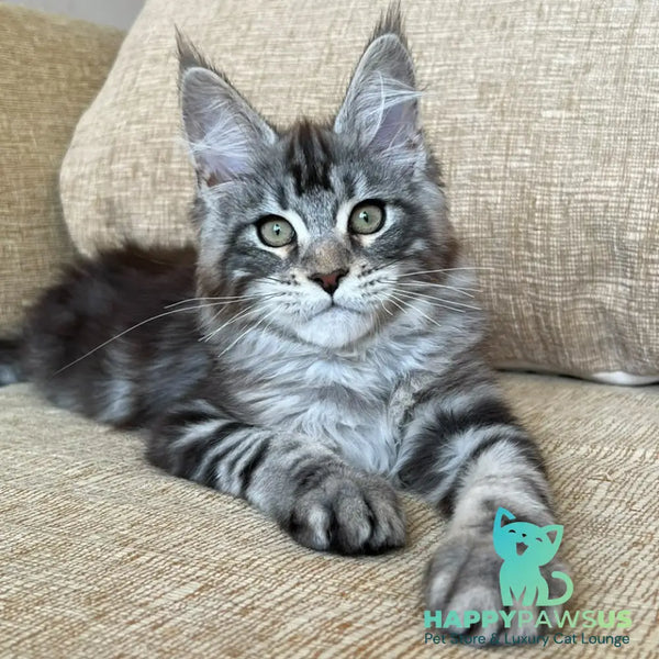 Bruno Maine Coon male black silver tabby - live animals