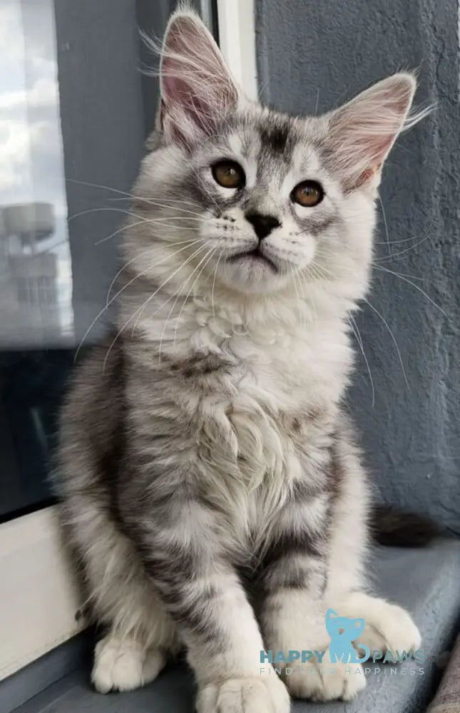 Bruno Maine Coon male black silver tabby live animals