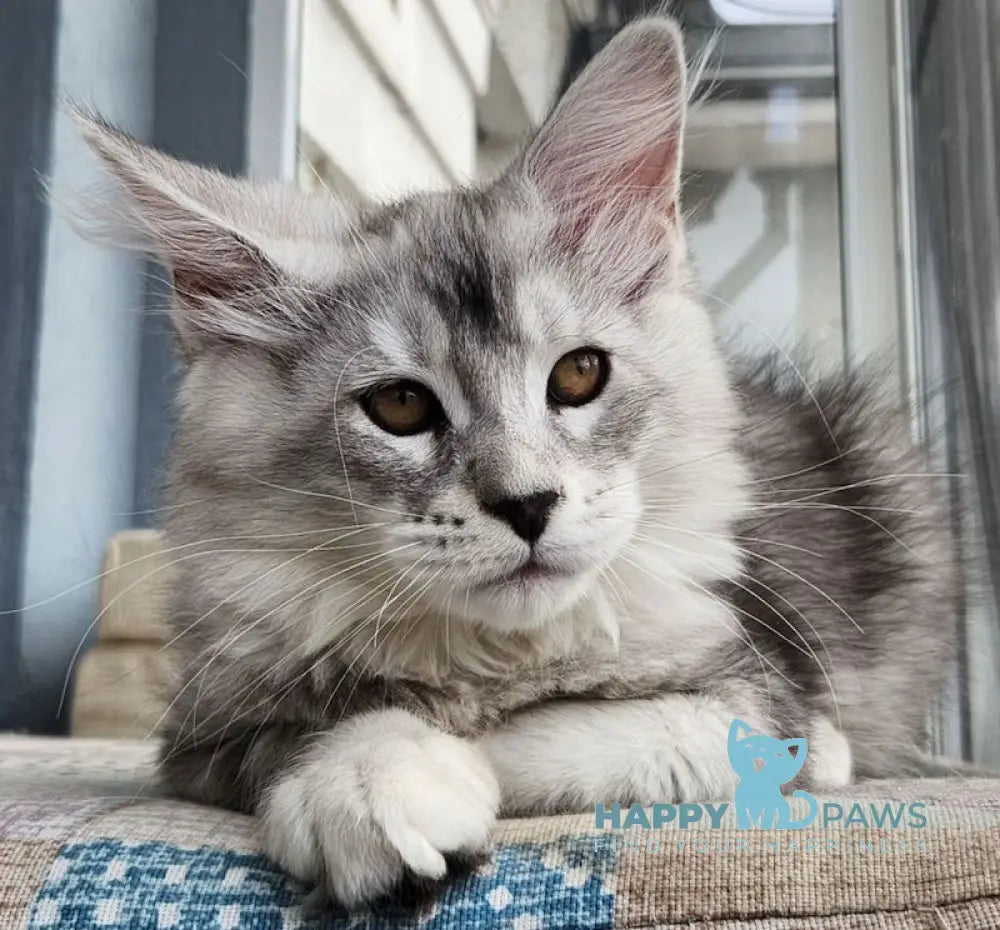 Bruno Maine Coon male black silver tabby live animals