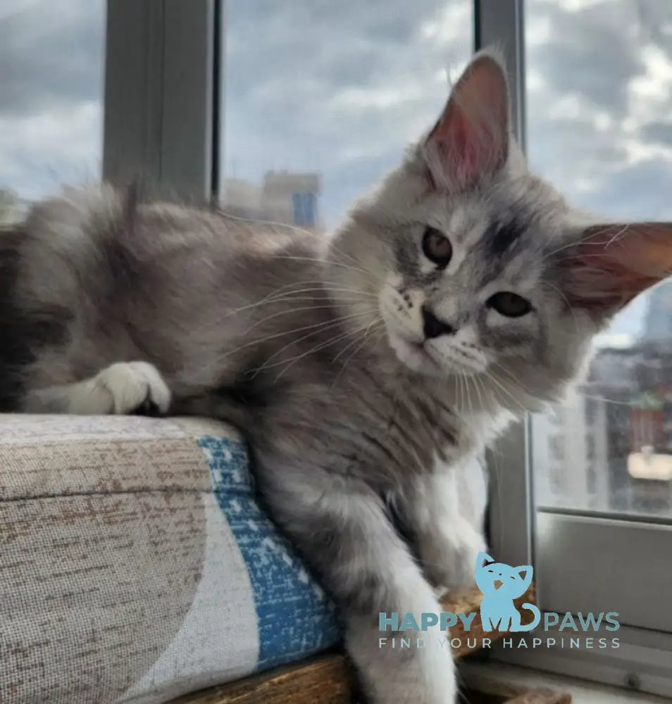 Bruno Maine Coon male black silver tabby live animals