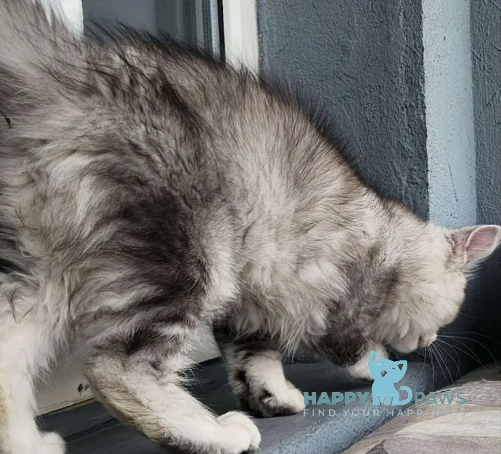 Bruno Maine Coon male black silver tabby live animals