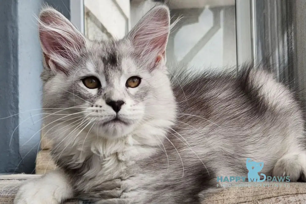 Bruno Maine Coon male black silver tabby live animals