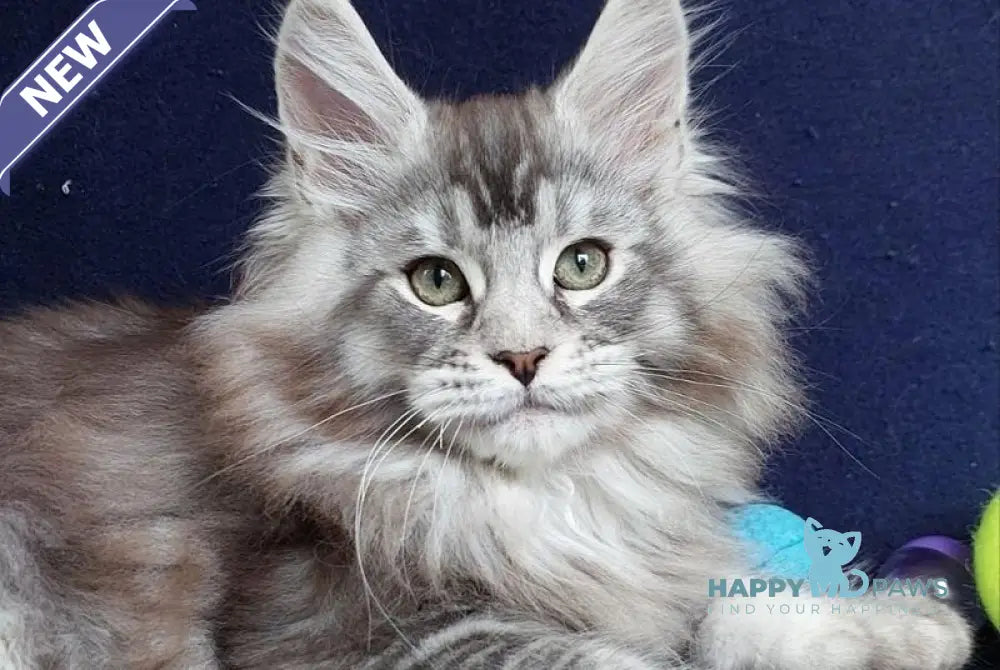 Bruno Maine Coon male black silver ticked tabby live animals