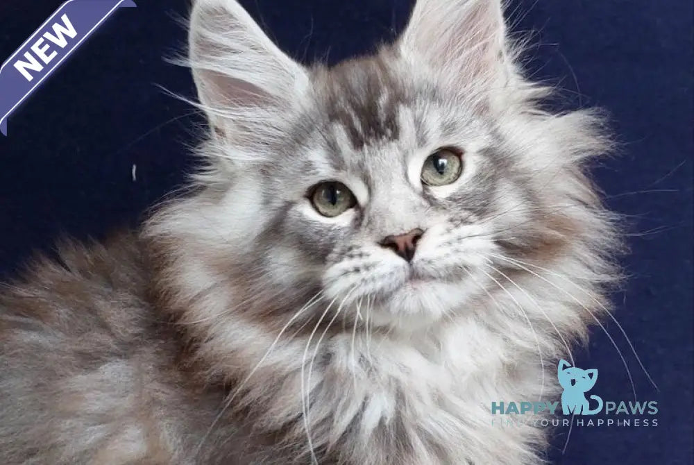 Bruno Maine Coon male black silver ticked tabby live animals