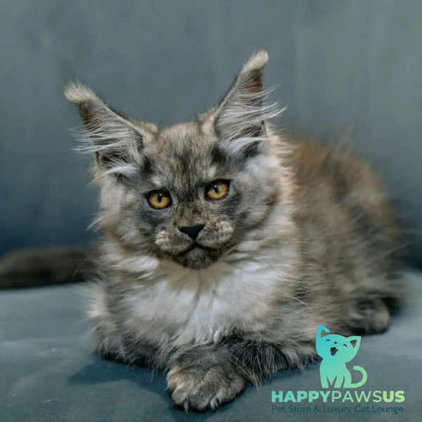 Bruno Maine Coon polydactyl male black silver - live animals