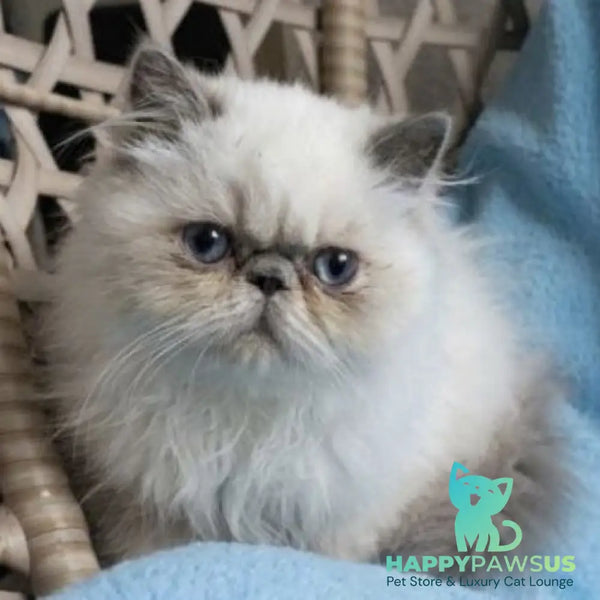 Bruno Persian male blue pointed - live animals